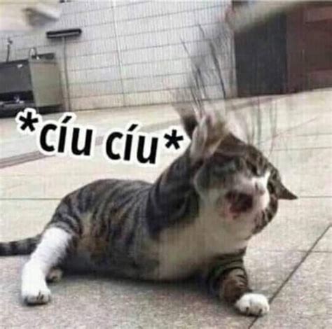 nhân tiện viral xin cíu ca này với ạ con l mèo kia đã đái ra phòng .